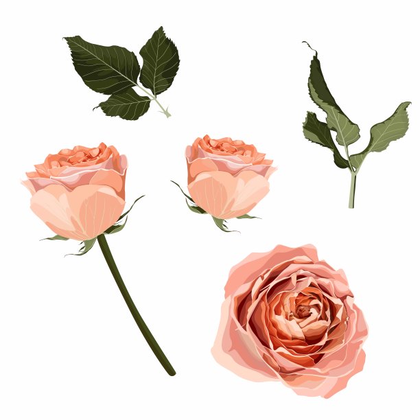 花园桃，奶油色，橙色玫瑰叶。图片下载