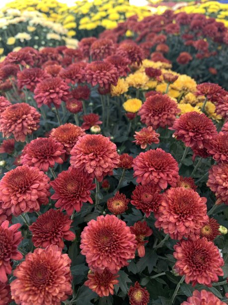 红色和黄色菊花图片下载