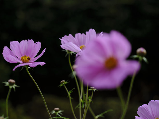 宇宙的花图片下载