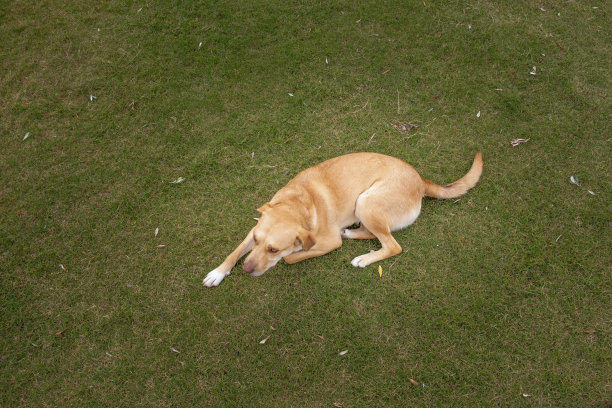 狗躺在花园里的草地上图片下载