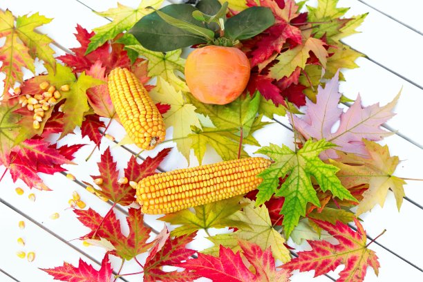 秋天的果实和树叶图片下载