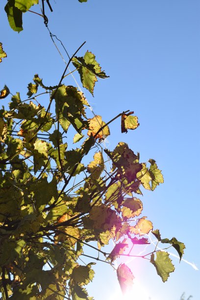 阳光透过野藤图片下载