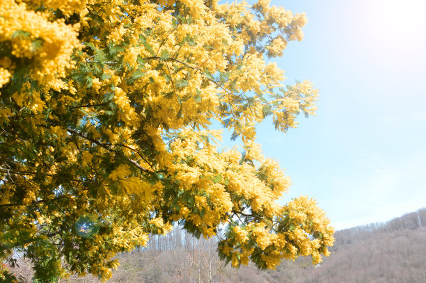 秋天的树图片下载