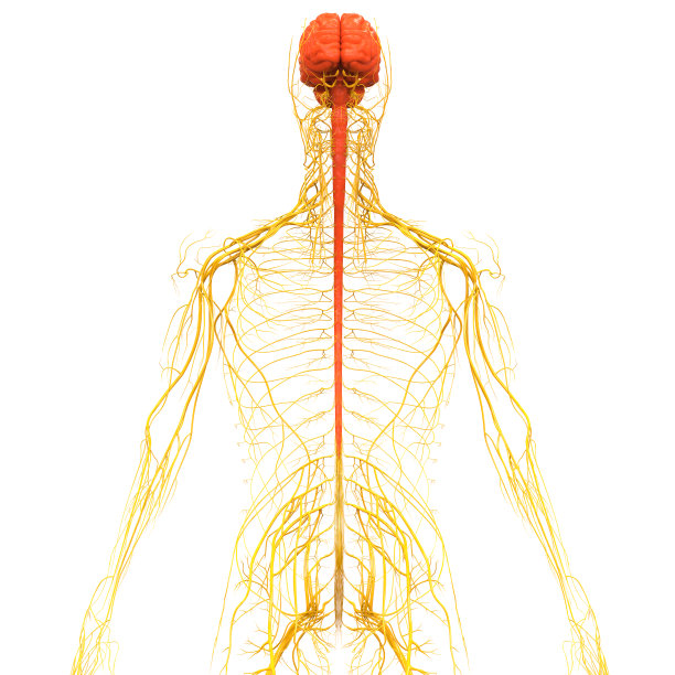 人脑神经系统的中枢器官图片下载