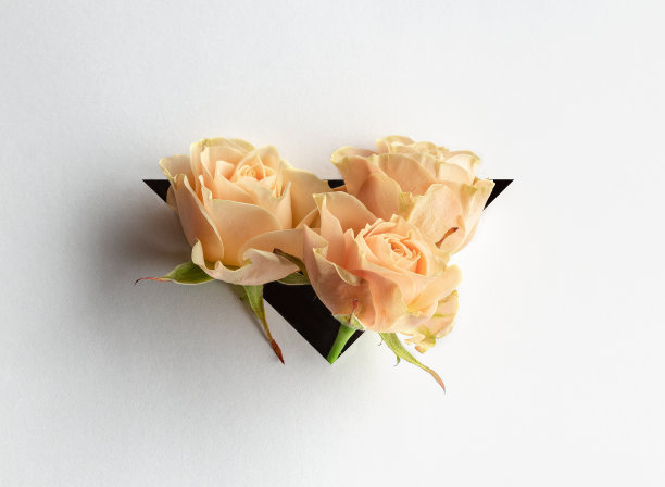 白纸背景上的三角形玫瑰格外显眼。图片下载