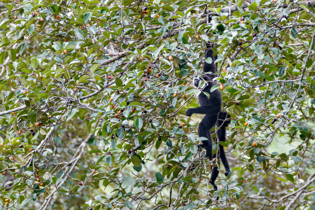 敏捷长臂猿或黑手长臂猿(敏捷长臂猿)图片下载