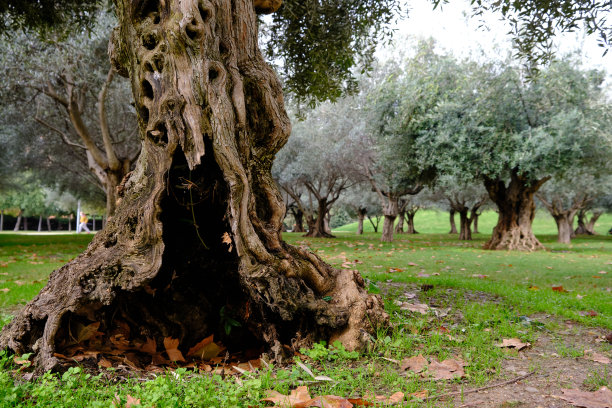 秋天，城市橄榄林中的空心橄榄树干。图片下载