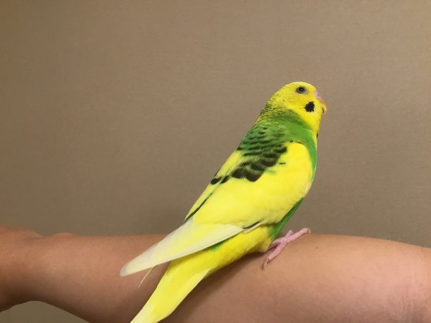 非常可爱的黄色虎皮鹦鹉图片下载