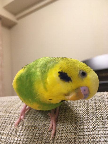 非常可爱的黄色虎皮鹦鹉图片下载