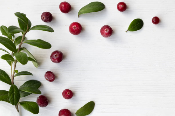 蔓越莓与树枝和树叶在白色背景与文字空间。自然医学。图片下载