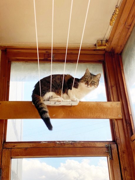 猫在内衣烘干架上图片下载