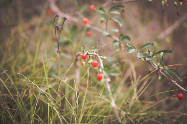 枸杞成熟了，红色的浆果，秋天的果实图片下载