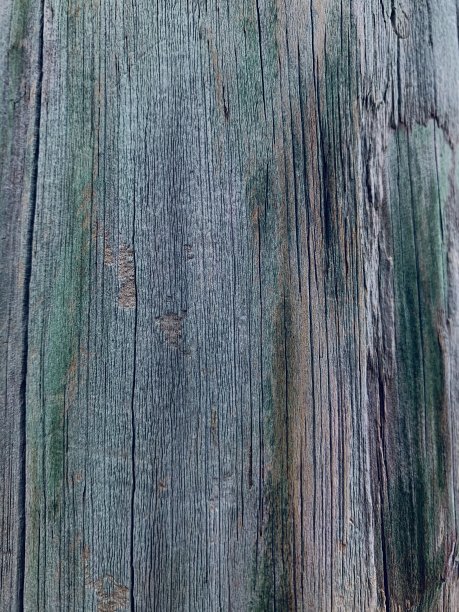 因潮湿而带有绿色的原木图片下载