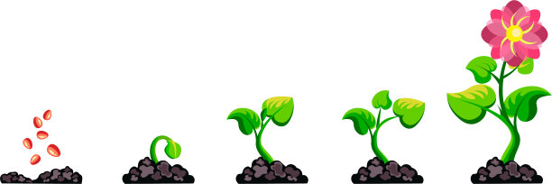 阶段植物生长信息图表过程图片下载