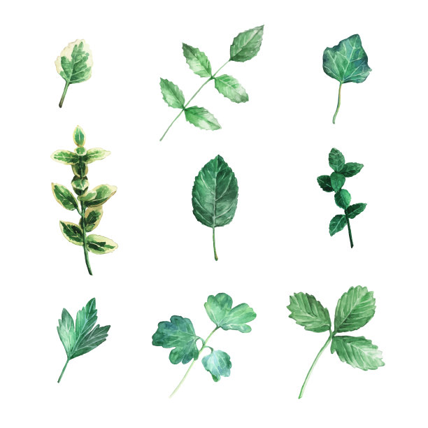 矢量收集水彩秋叶孤立在白色的背景。图片下载