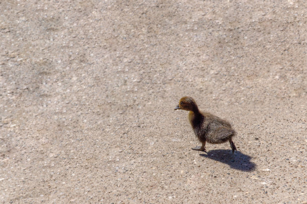 小鸭子在沙地上逃走了图片下载