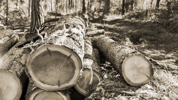 一组有艺术细节的锯过的原木。抽象的森林场景在棕色阴影图片下载