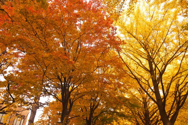 银杏树在深秋图片下载