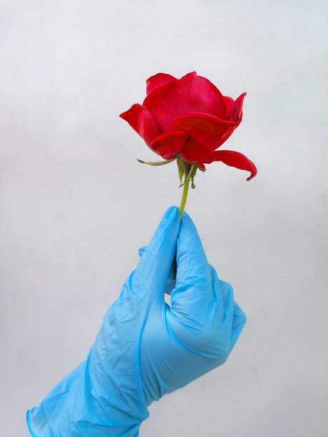 在朴素的背景下，一个戴着蓝色医用手套的女人的手捧着一朵红玫瑰。医务人员的救生理念。保护生命在医生手中图片下载