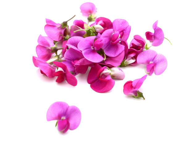 阔叶石竹束花上白色图片下载