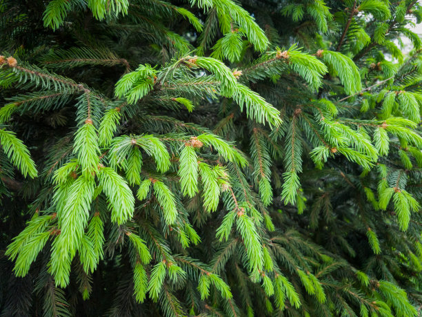小的幼小的冷杉树枝与森林在背景上的特写。春天开花的背景。农业、SPA、医疗等行业形象及各类广告素材图片下载