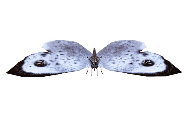 白蝴蝶，又名甘蓝蝶或甘蓝白粉蝶，张开翅膀，孤立在白色背景上。三维演示图片下载