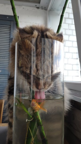 缅因猫从厨房桌子上放着金鱼的鱼缸里喝水，选择性地专注图片下载