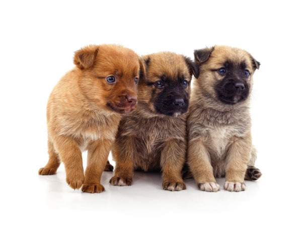 一群小狗。图片下载