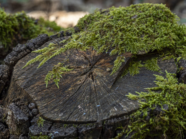 在树林中砍倒的树图片下载