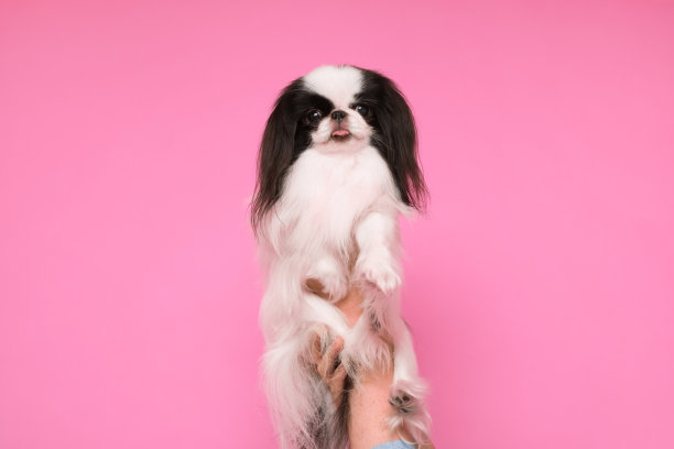 小可爱的日本下巴对粉红色的背景图片下载