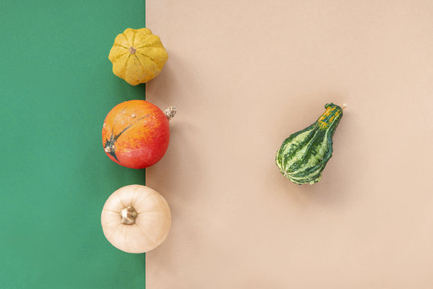 不同形状的南瓜和南瓜在绿色和米色的背景。俯视图，平放。感恩节的概念素材图片