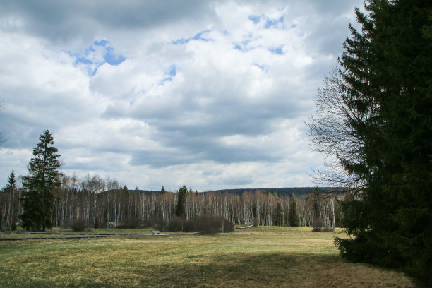 这条木制小路穿过桦树间的泥炭沼泽。图片下载