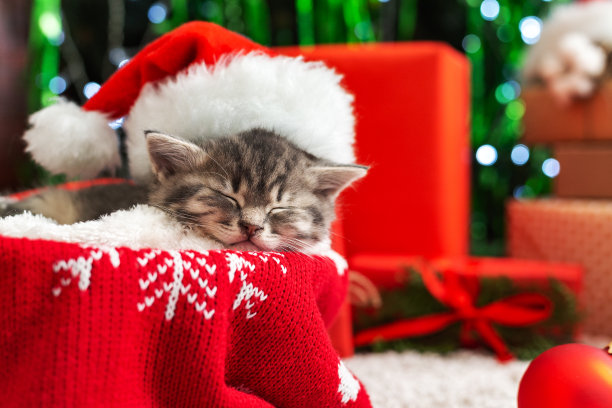 圣诞节猫睡觉。美丽的小猫小猫，小猫小猫，小猫在红色的圣诞老人帽子附近的圣诞礼物盒和圣诞树。动物，宠物新年快乐。图片下载