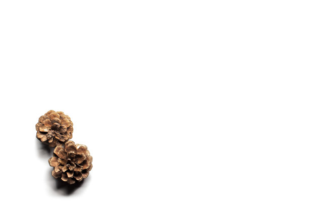 白色背景上的两个松果。隆起物相互接触。带有文本位置的俯视图图片下载