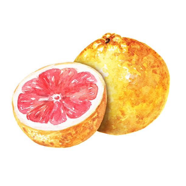 手绘水彩柚子，美味的柑橘类水果与切半孤立在白色的背景。食物的例子。图片下载