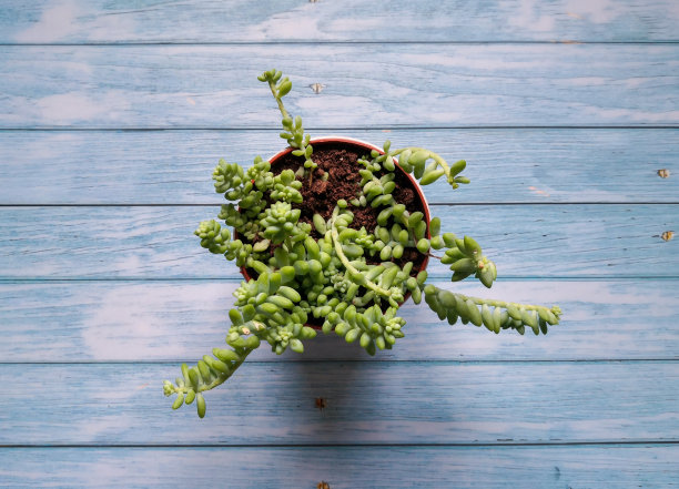 景天属植物玉米煎饼图片下载