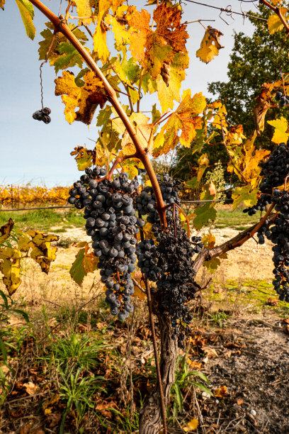 藤蔓与成熟的黑色束图片下载