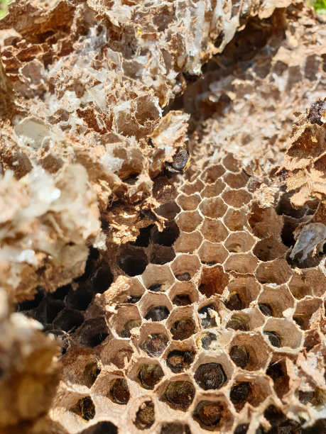 微距摄影-被遗弃的蜂箱的特写镜头，干燥的蜂箱的照片，蜂巢，被遗弃的蜂房，空蜂箱与选择焦点和背景模糊图片下载