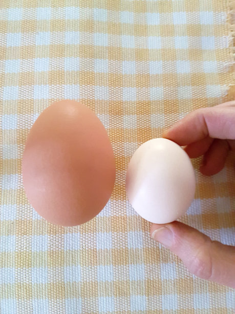 双黄蛋与矮脚鸡蛋的比较图片下载