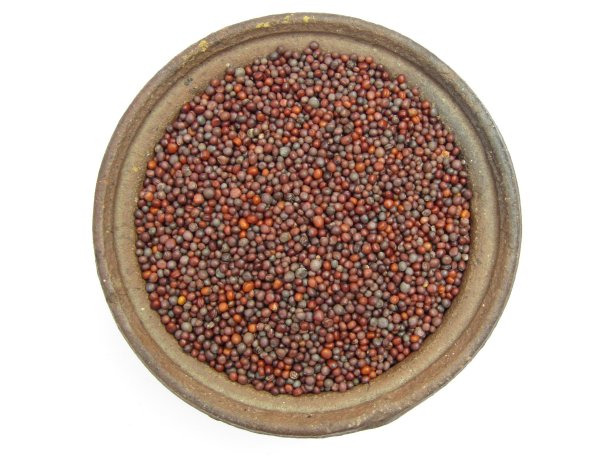 芥末库存照片，芥末种子在一个陶罐图片下载