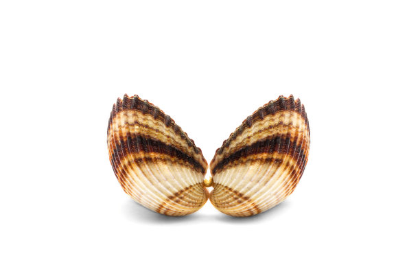 开放粗糙的海贝壳(棘心鱼)孤立图片下载