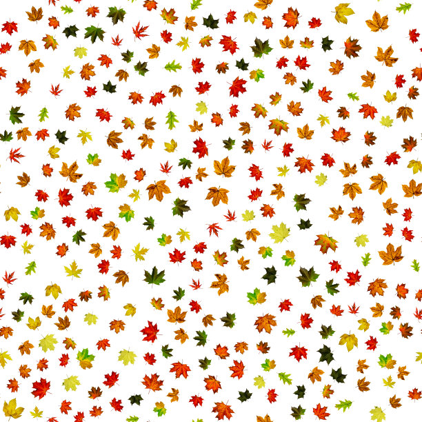 秋叶白色无缝图案背景。色彩斑斓的枫树叶。季节的落叶落下背景。秋天红黄澄澄，叶子孤立上白橙黄。图片下载