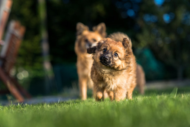 小狗在公园里奔跑图片下载