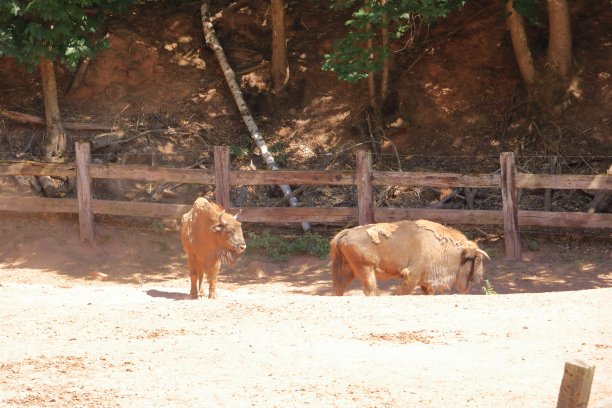 野生动物园里的欧洲野牛图片下载