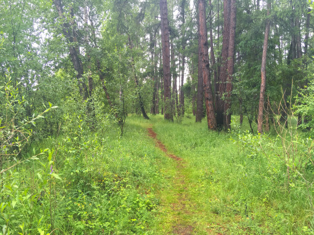 在一个阳光明媚的夏日里，高大的针叶树之间狭窄蜿蜒的森林小径。森林凉爽在炎热的一天背景图片下载