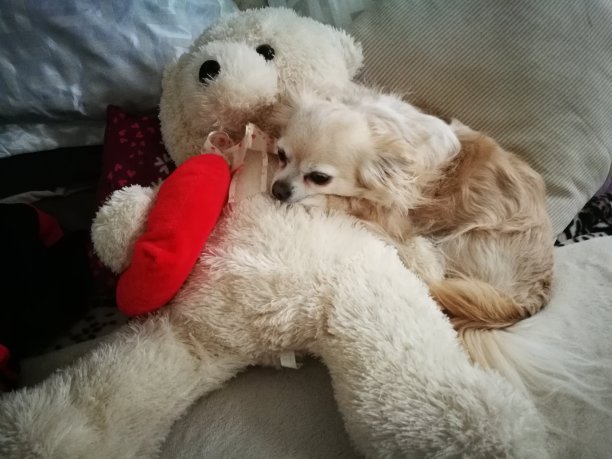 我的泰迪熊是我可爱的熊图片下载