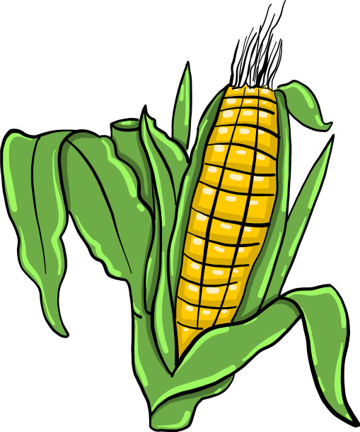 白色背景上的玉米画图片下载