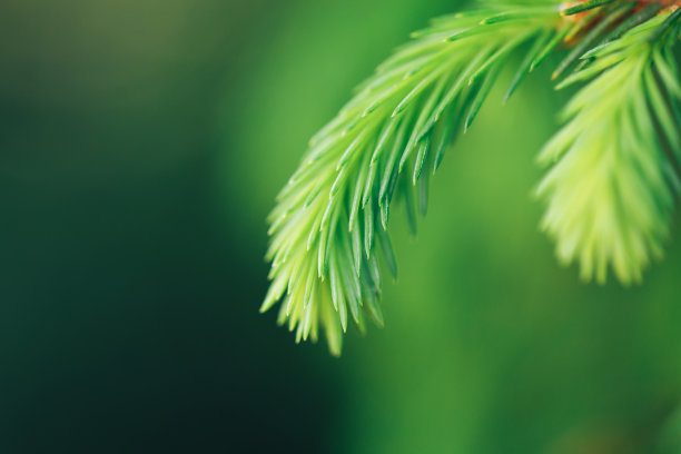 微距拍摄的一个年轻的淡绿色冷杉树枝，近距离的照片的圣诞背景或春天的树木图片下载