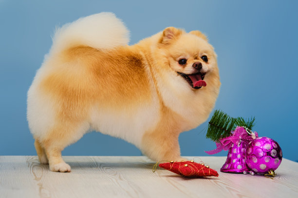 一只博美犬站在蓝色背景前的一张桌子上。圣诞玩具提醒你圣诞节即将来临。图片下载