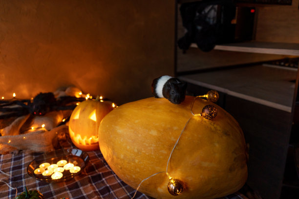 南瓜上的豚鼠，万圣节图片下载